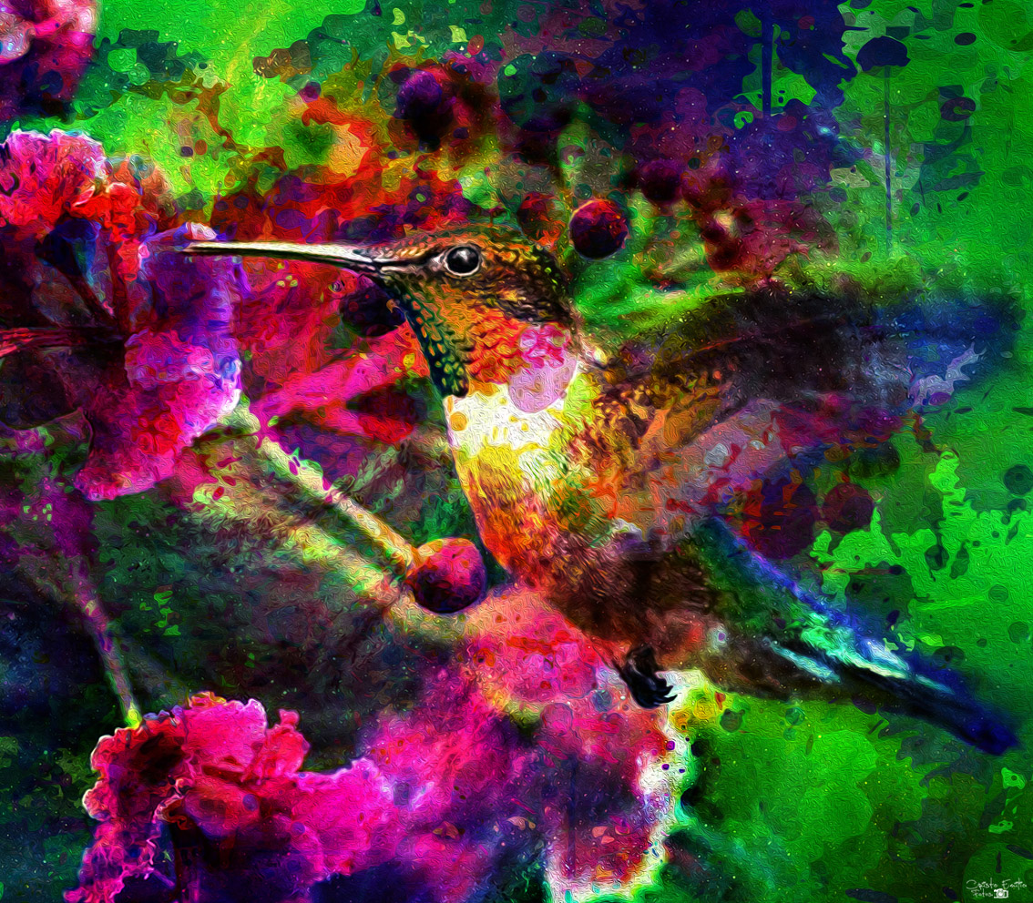 Dream with a hummingbird